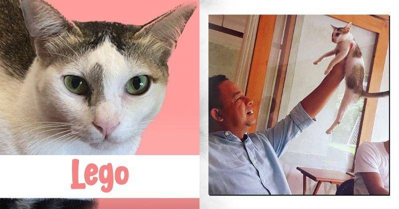 Instagram.com/pawswedan